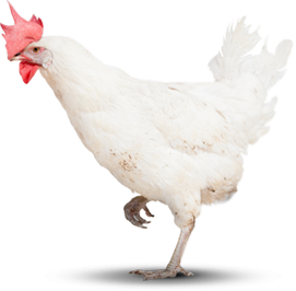 Chicken on one leg